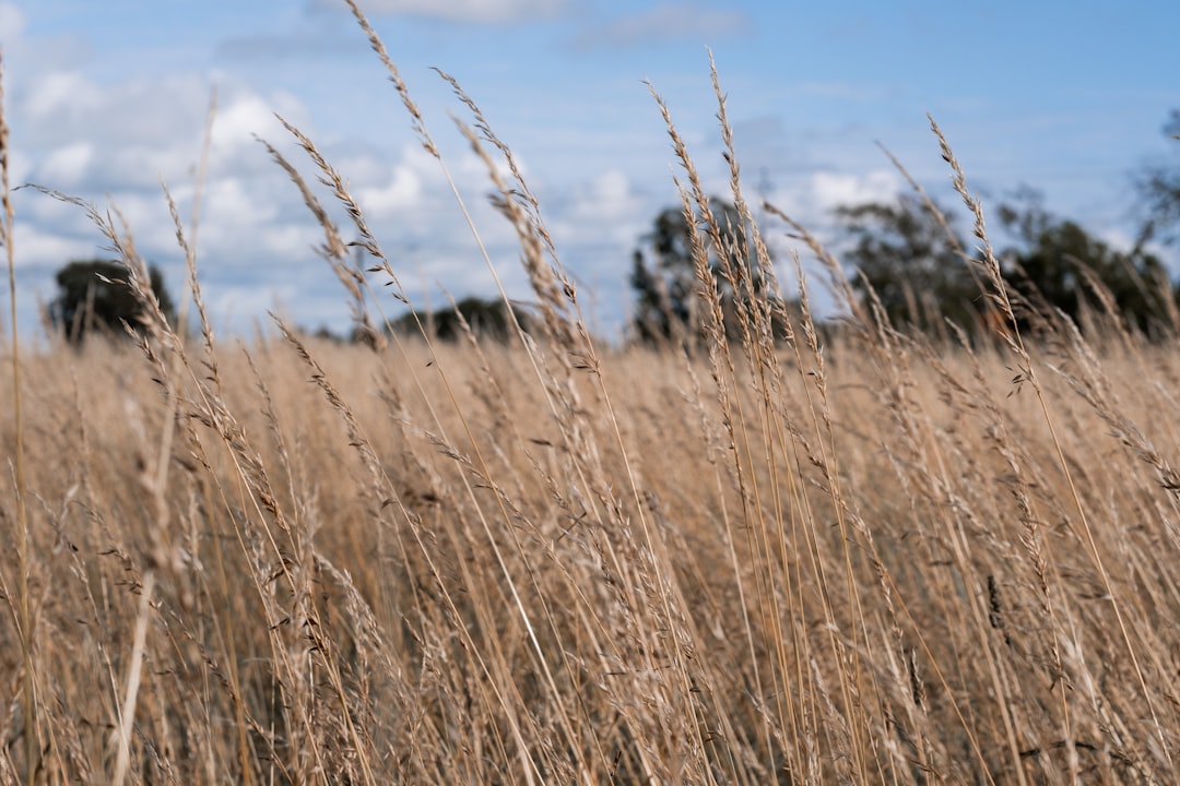 brown grass field under blue sky during daytime