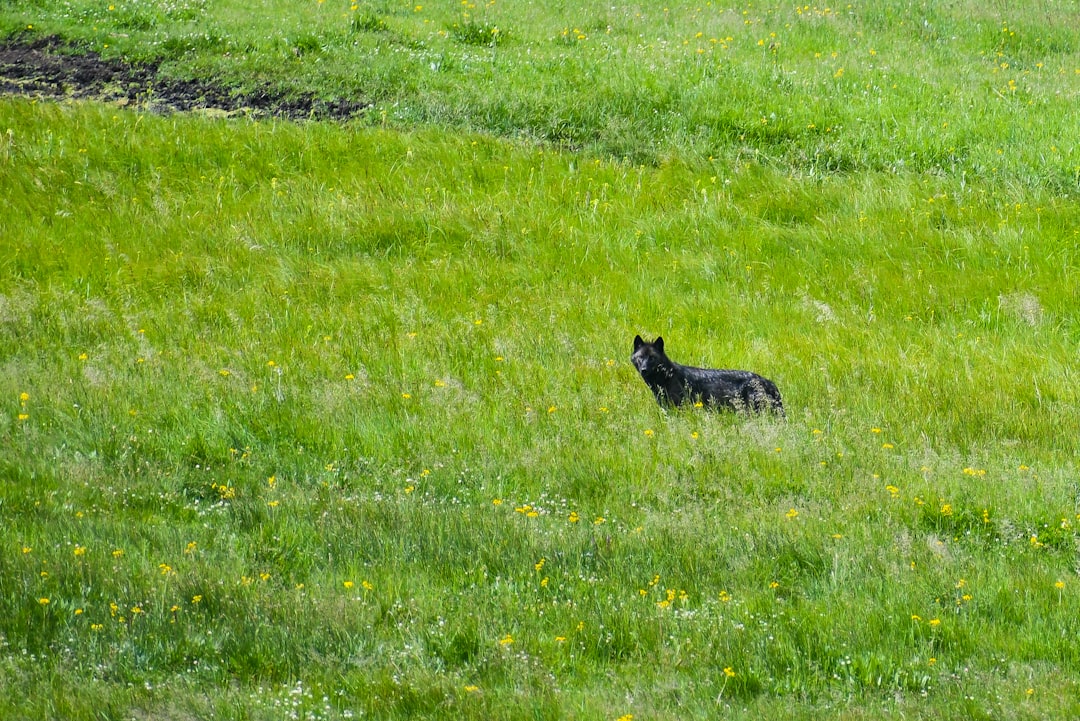 black and white short coated dog on green grass field during daytime