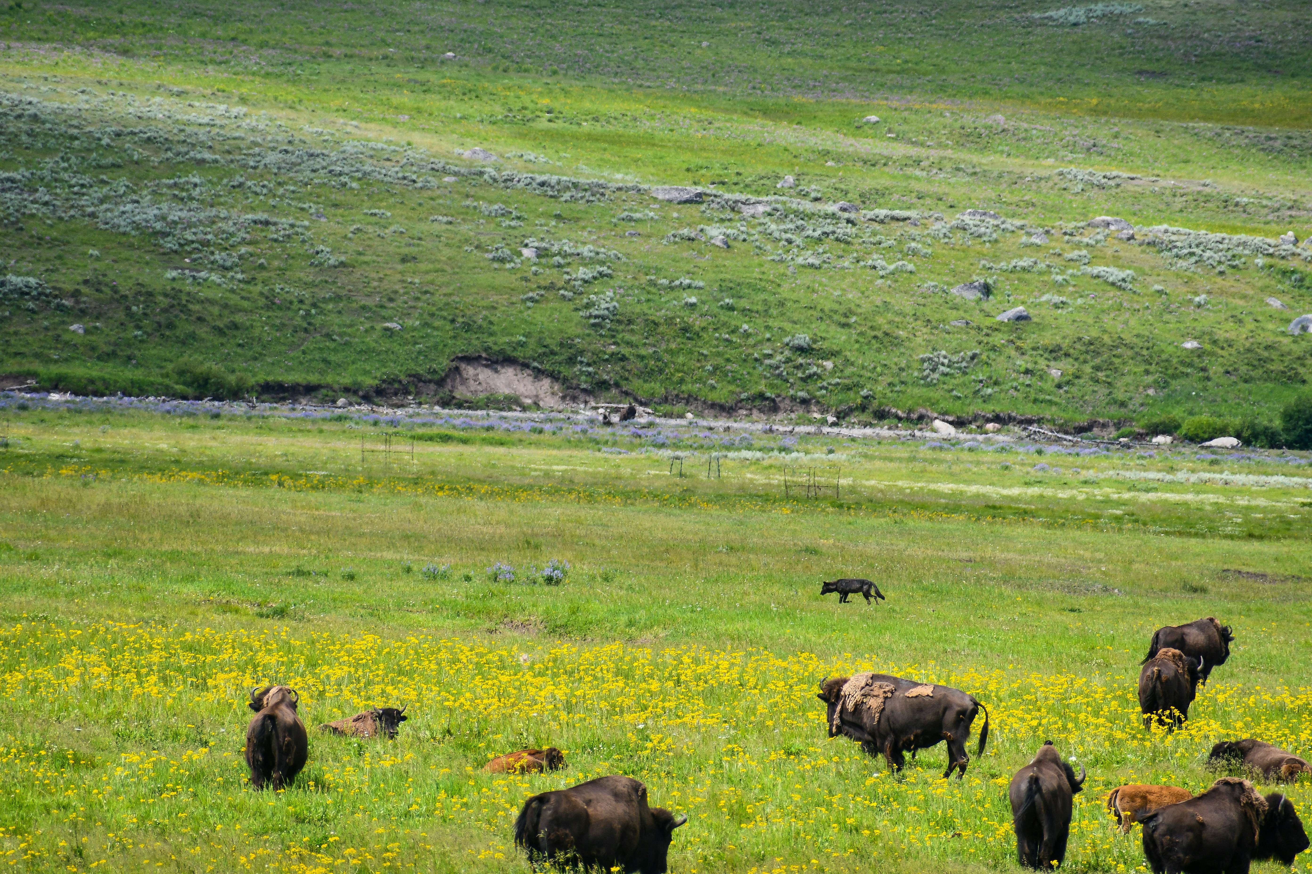 Herd of brown and black cows on green grass field during daytime photo