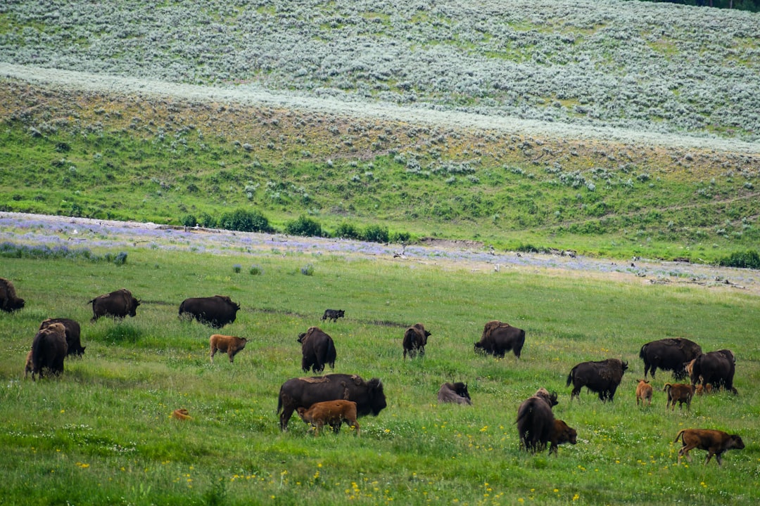 brown animal on green grass field during daytime