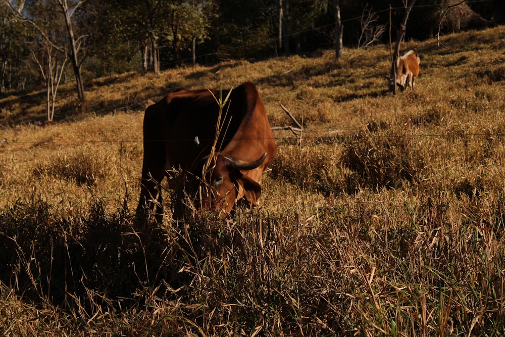 Vaca marrón en el campo de hierba marrón durante el día