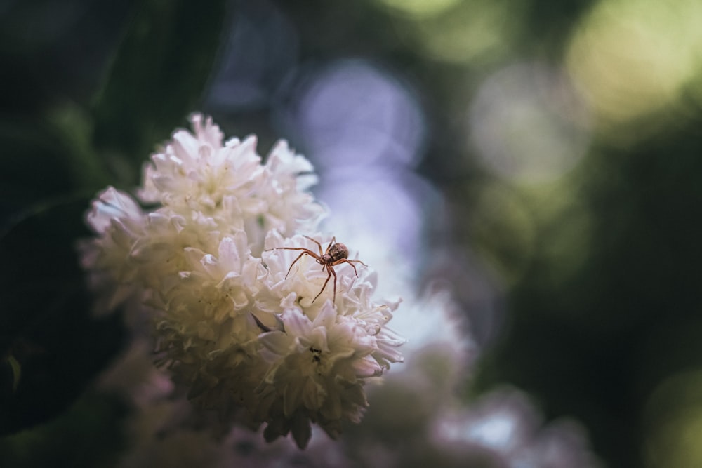 brown ant on white flower