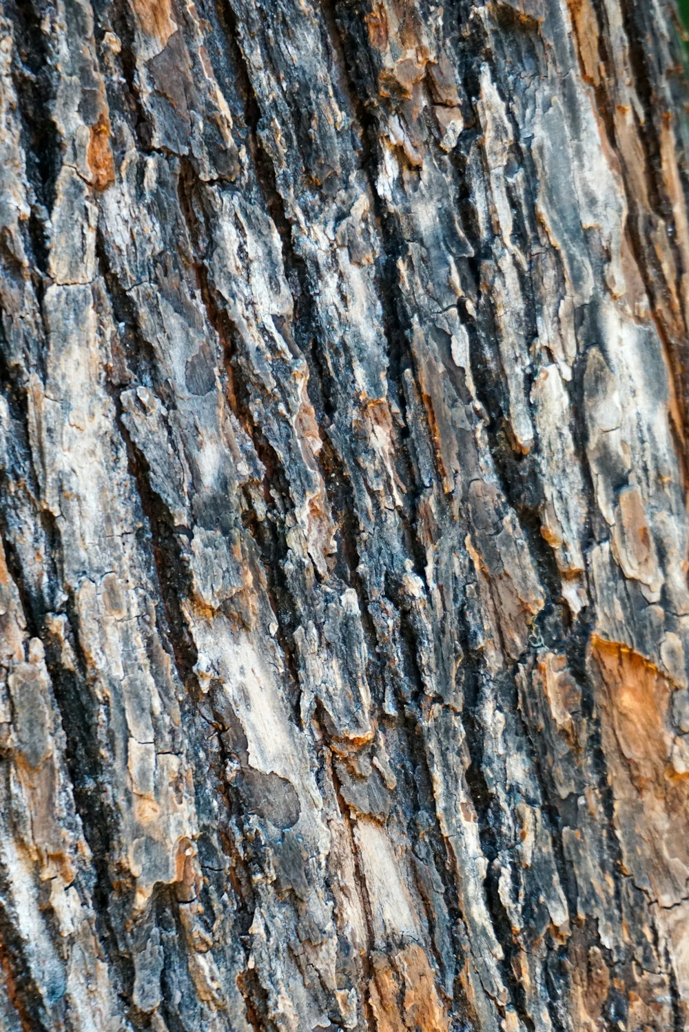 brown and gray tree trunk