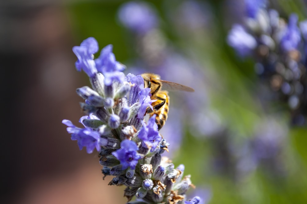 purple flower in macro lens