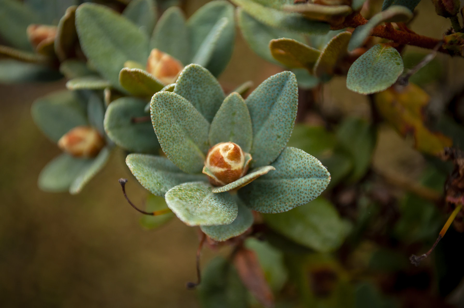 green and white flower buds in tilt shift lens