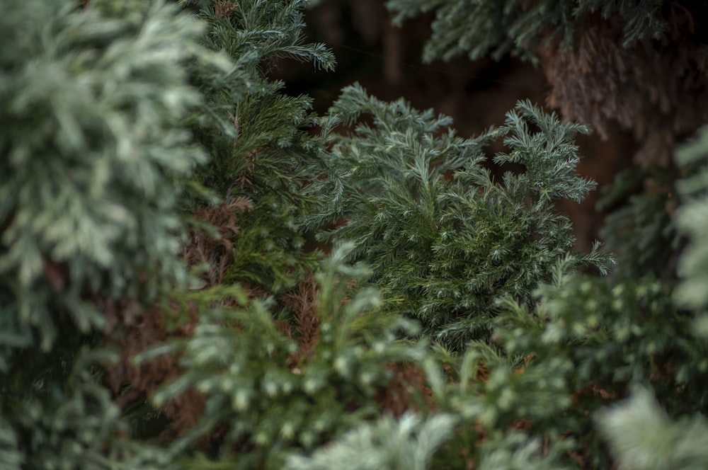 green pine tree with red leaves