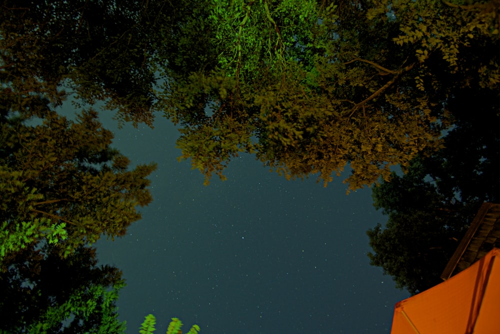 green trees under blue sky during night time