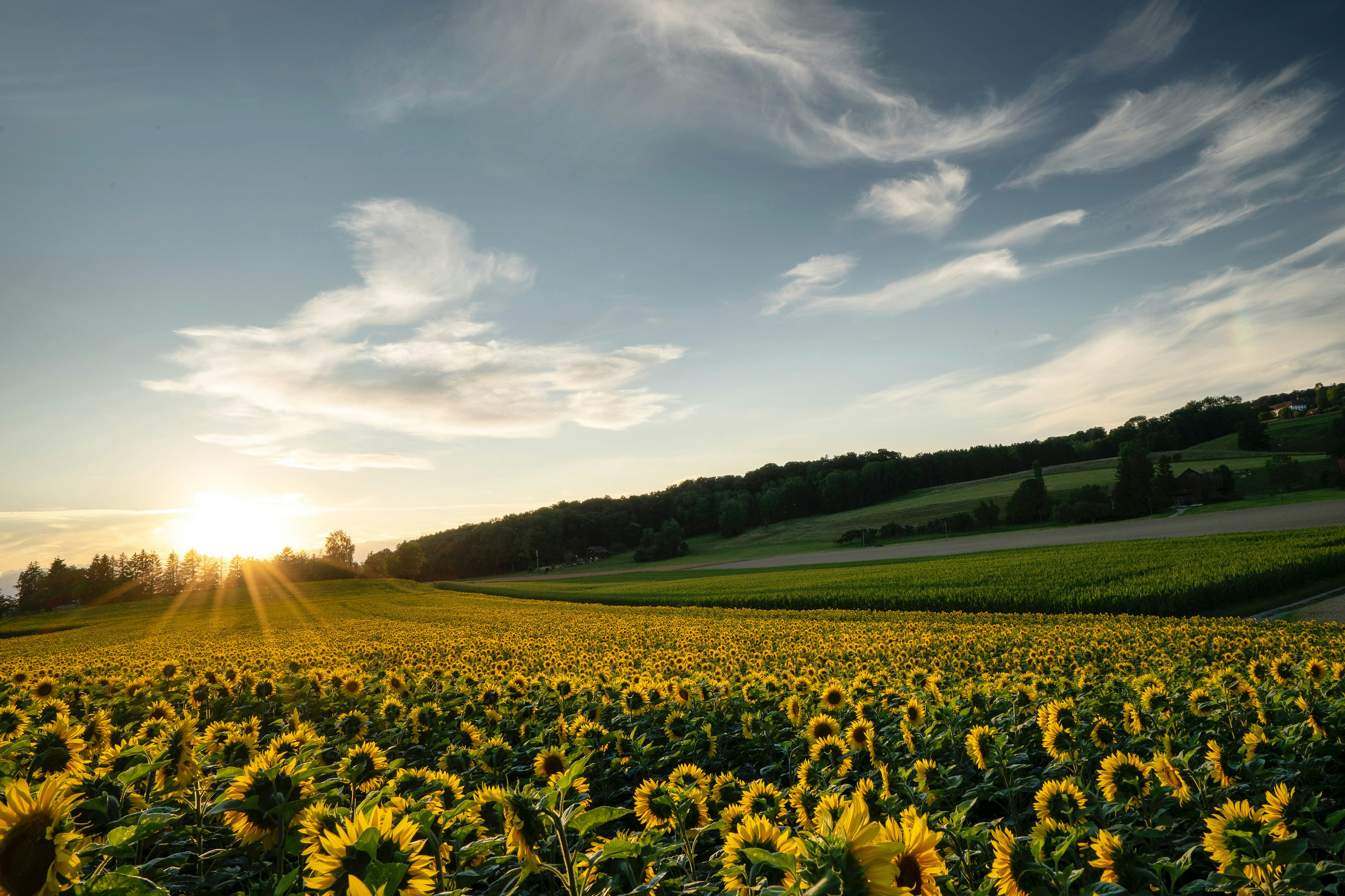 yellow flower field under blue sky during daytime