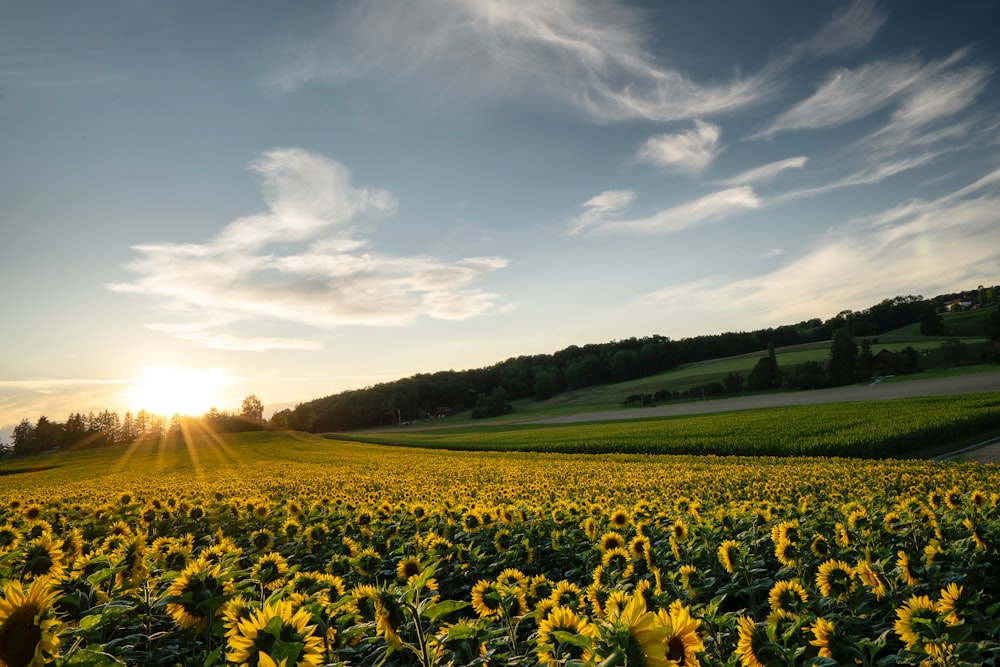 yellow flower field under blue sky during daytime