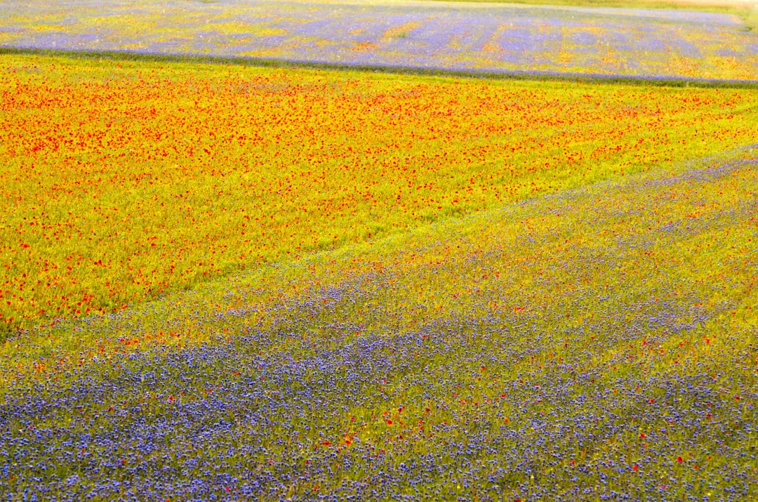 brown field under sunny sky,