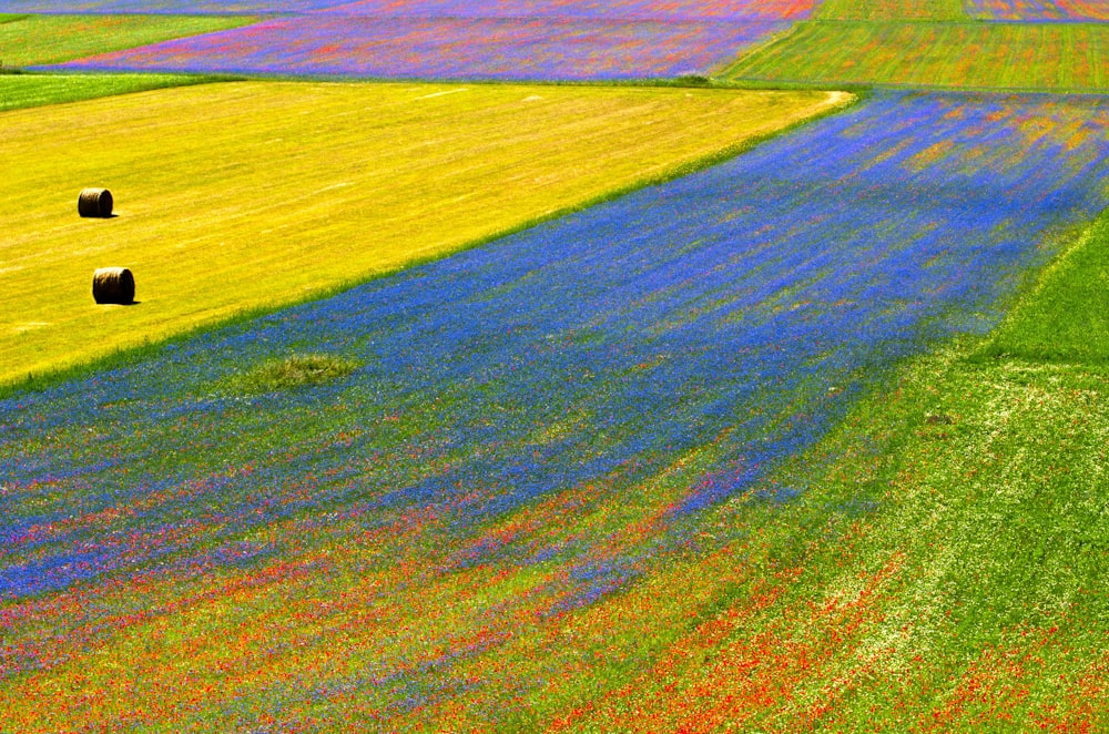 green grass field during daytime