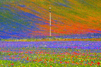 pink and white flower field during daytime