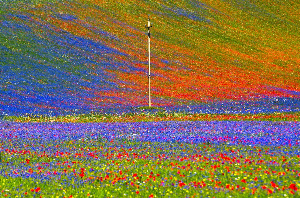 pink and white flower field during daytime