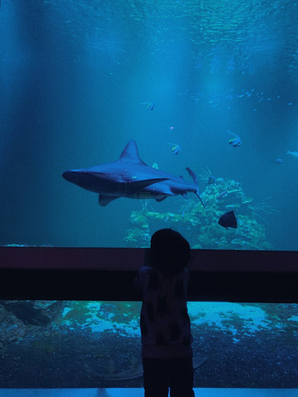 man in black shirt standing beside fish