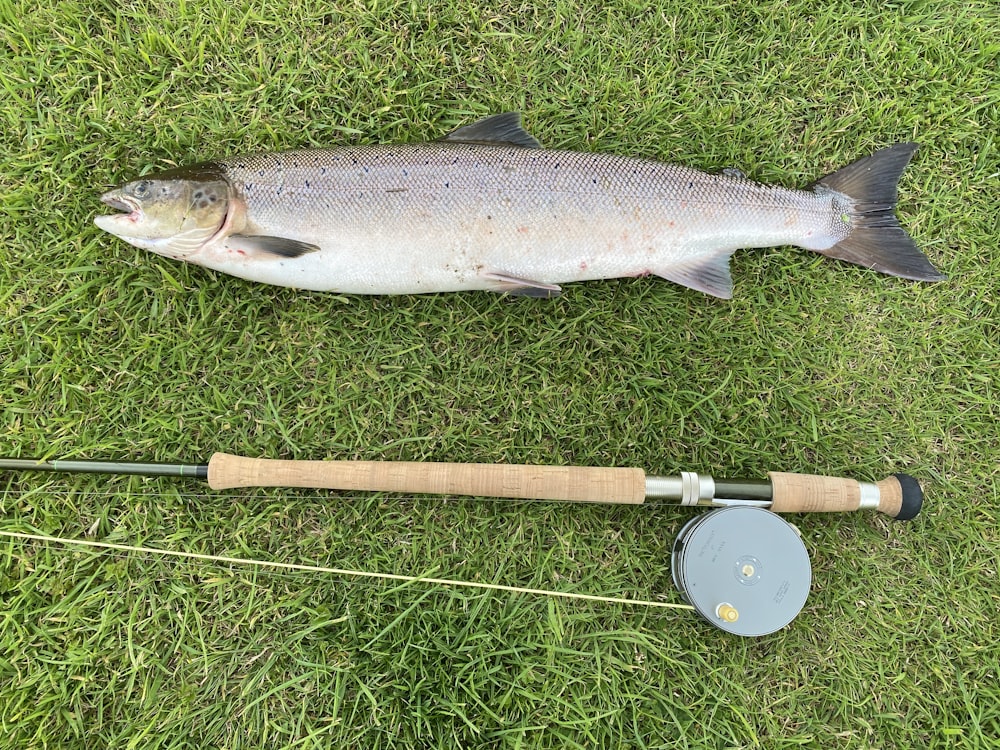 silver fish on green grass