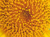 Understanding Allergies: Simple Ways to Ease Seasonal Symptoms
