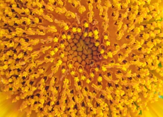 yellow flower in macro lens