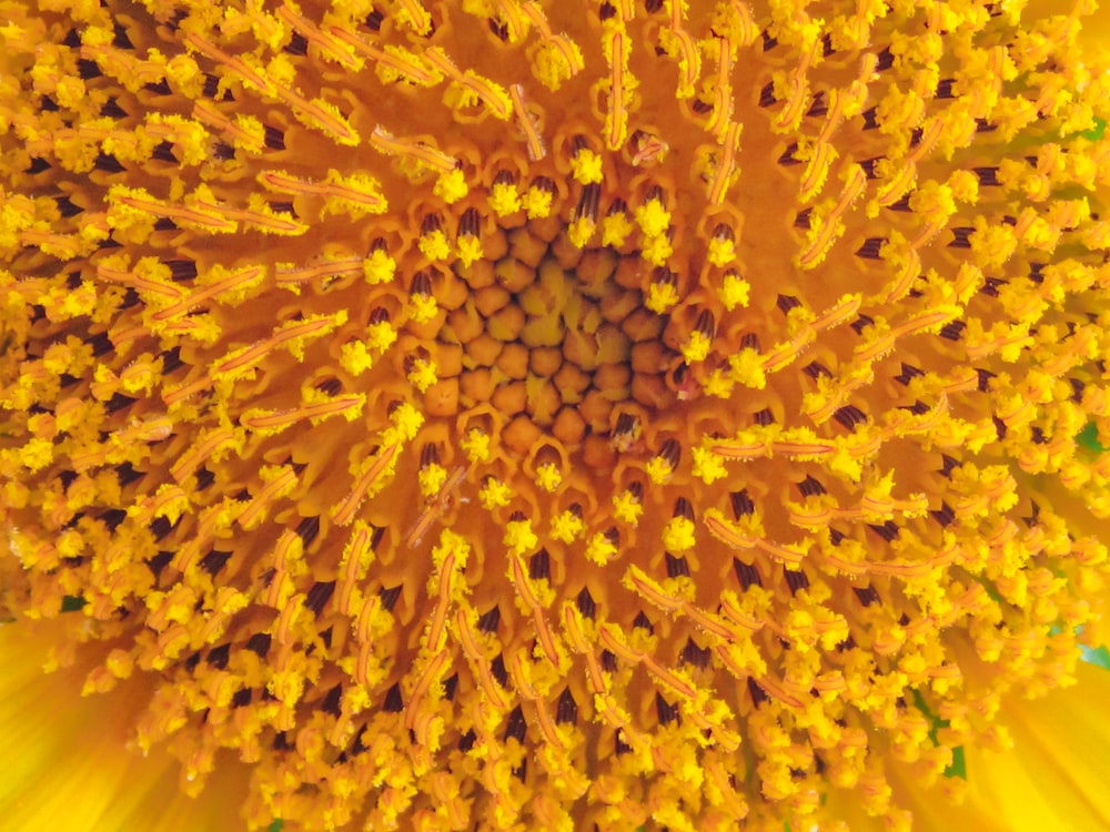 yellow flower in macro lens