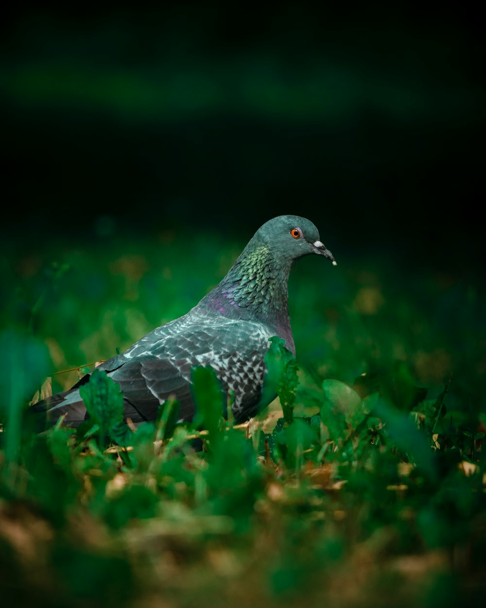 grey and black pigeon on green grass during daytime