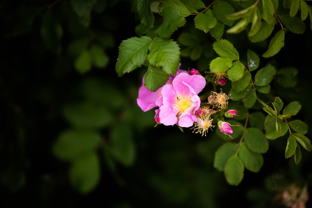 pink flower in tilt shift lens