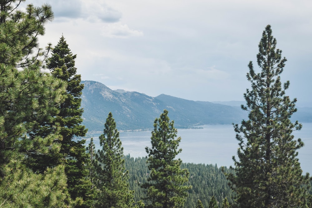 green pine trees near lake under white clouds during daytime