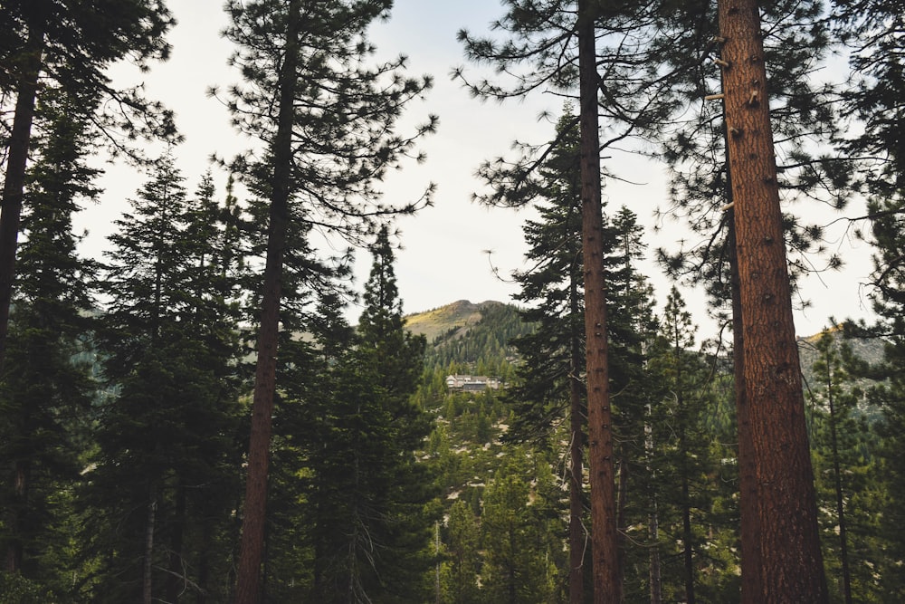 alberi verdi sulla montagna sotto il cielo blu durante il giorno