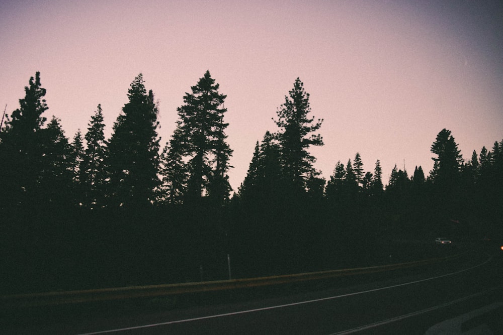 black asphalt road between green trees during night time