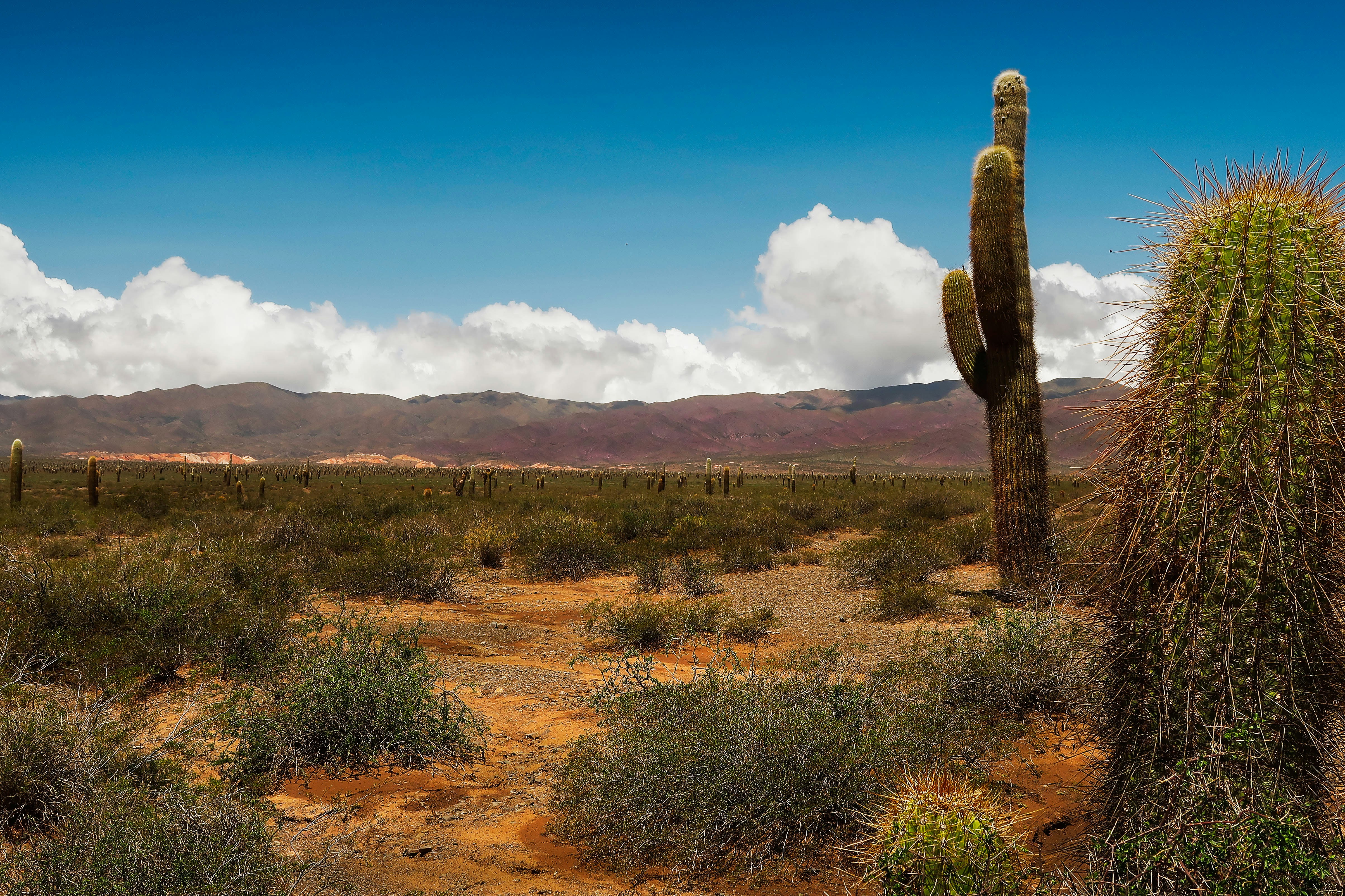 Photo by argentinanatural