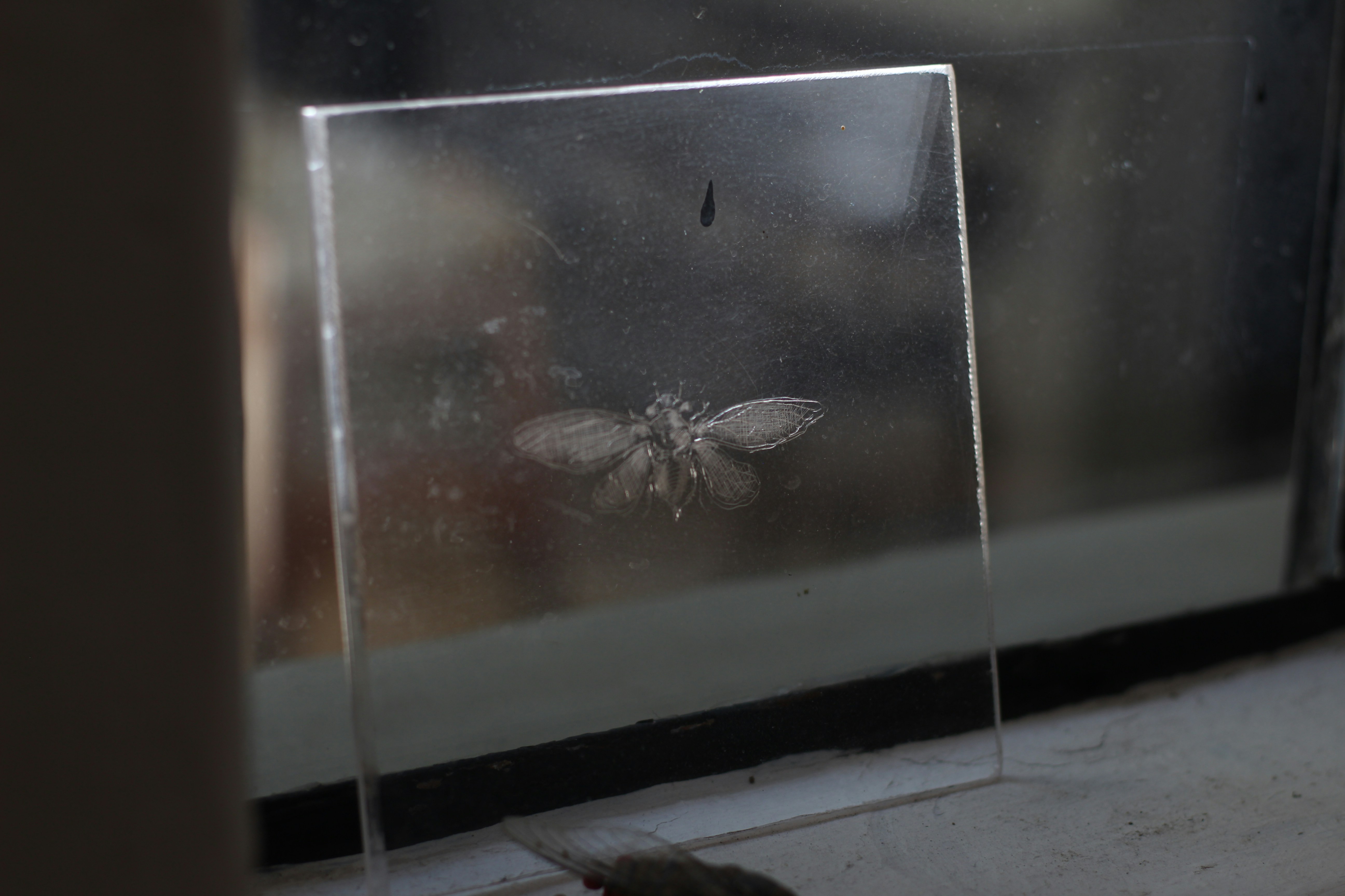 unidentified insect identification magnifying glass