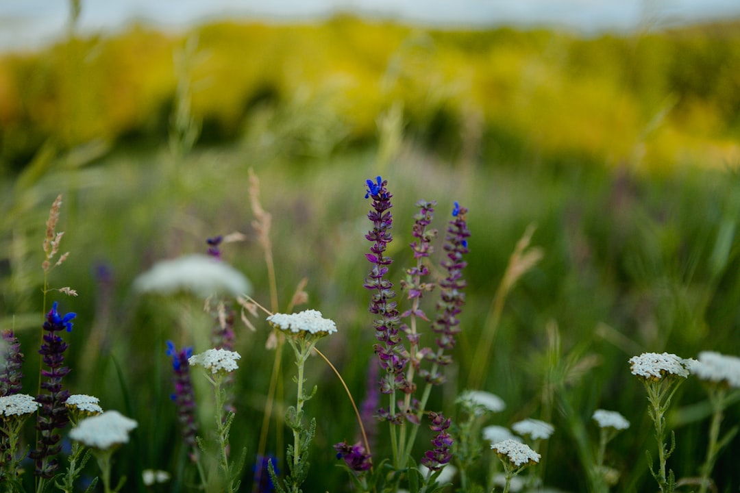 white flower on green grass field during daytime