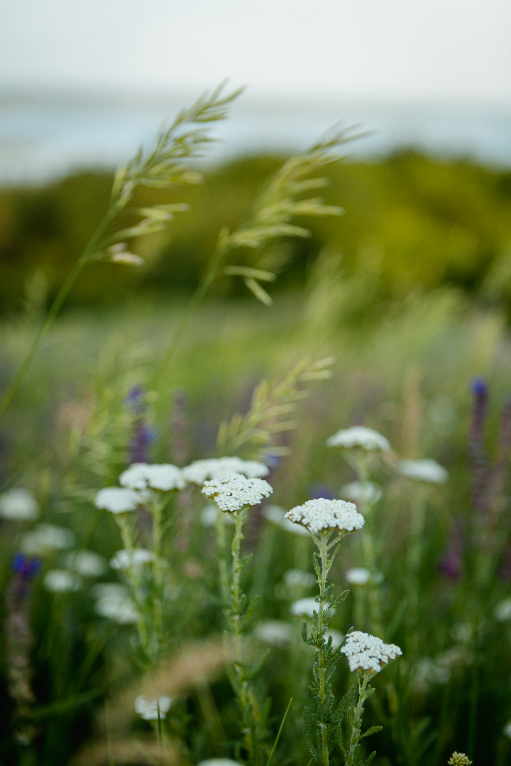 white flower in tilt shift lens