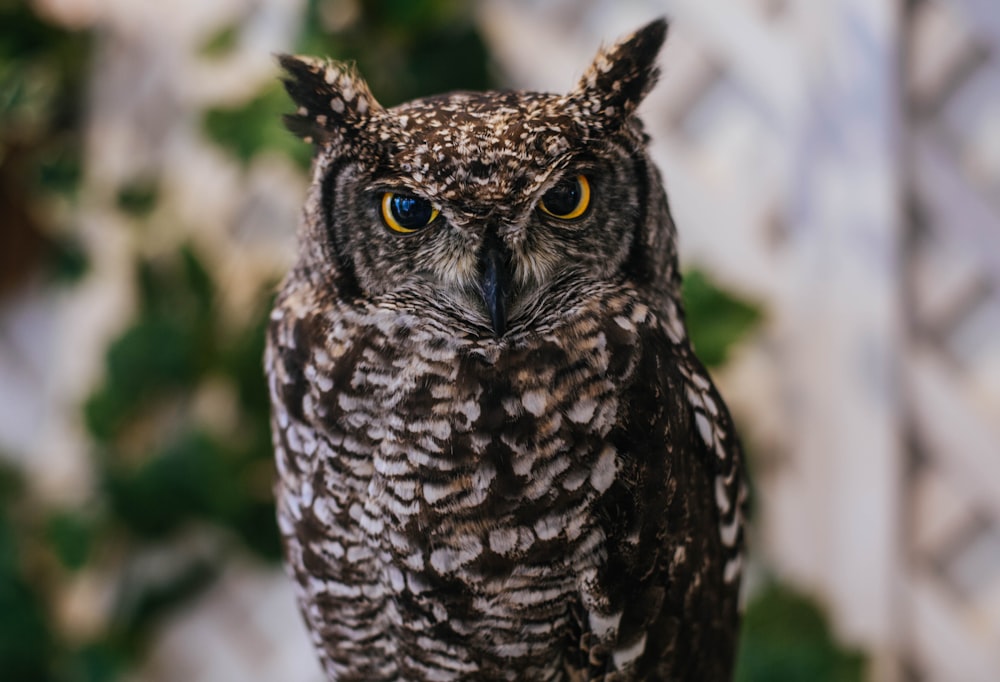 brown and white owl in close up photography