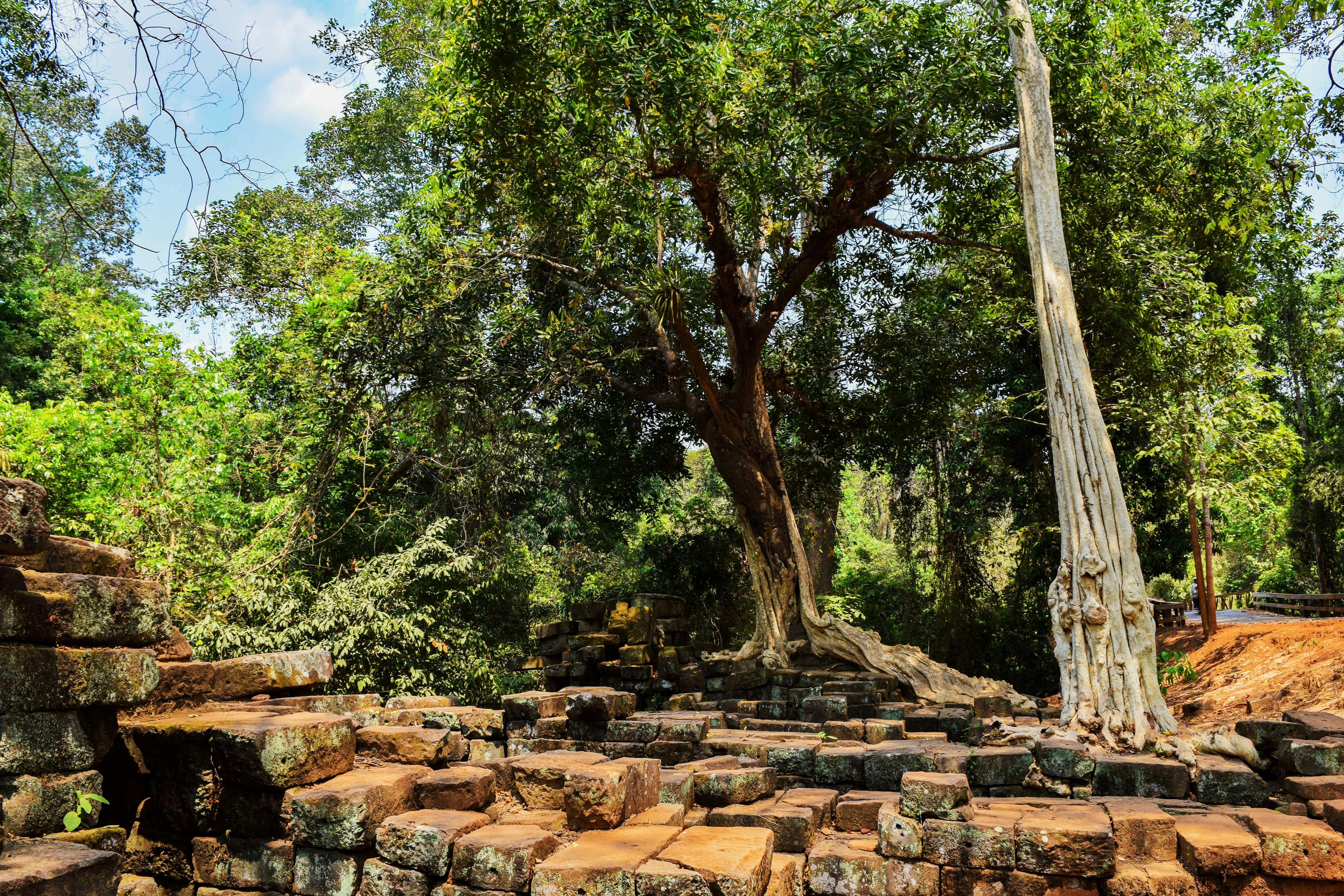 green trees on brown rocky hill during daytime