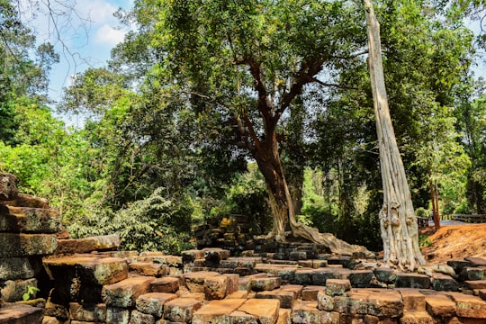 green trees on brown rocky hill during daytime in Siem Reap Cambodia