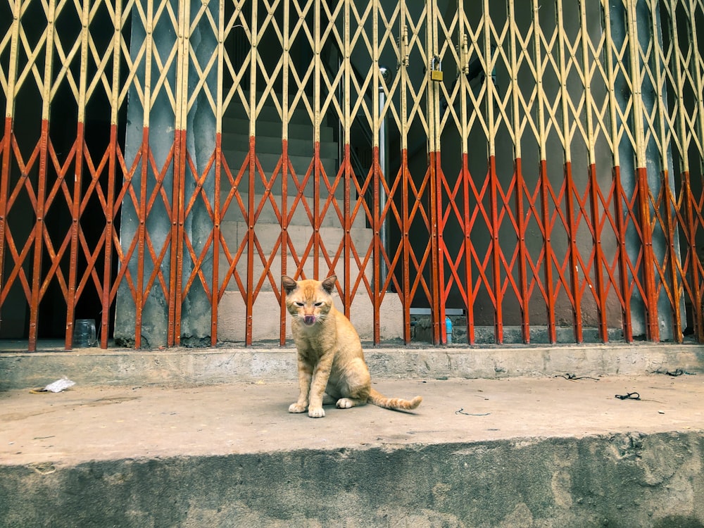 brown and white short coated dog sitting on gray concrete floor