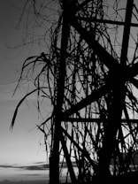 Silhouette of tangled and broken tree branches against a twilight or early morning sky. The branches create an intricate web-like pattern, emphasizing the stark contrast between the black outlines and the soft gradient of the sky.