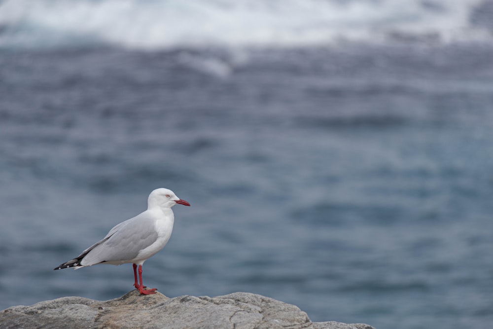 a seagull standing on a rock near the ocean