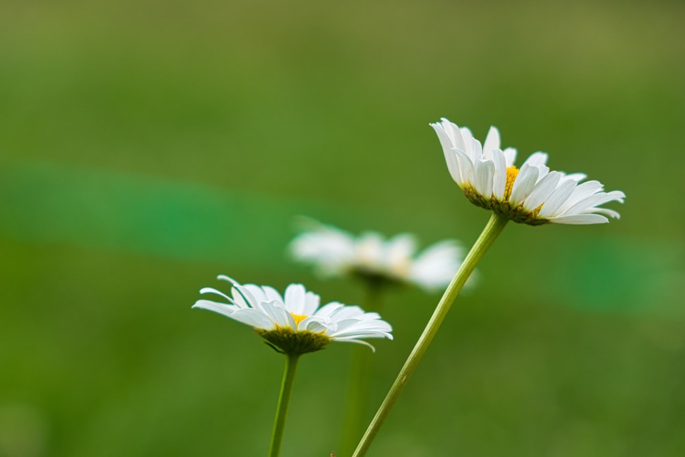 white daisy in bloom during daytime