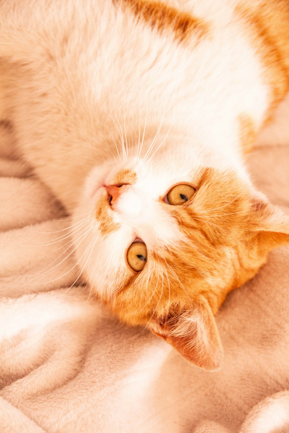 orange tabby cat lying on white textile