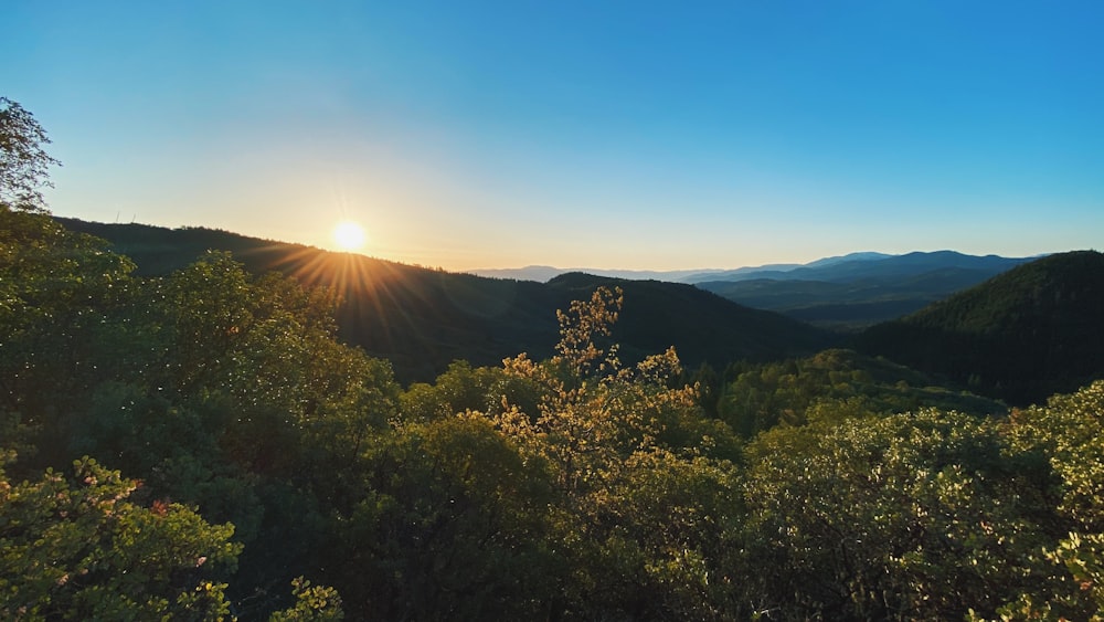 green trees on mountain during daytime