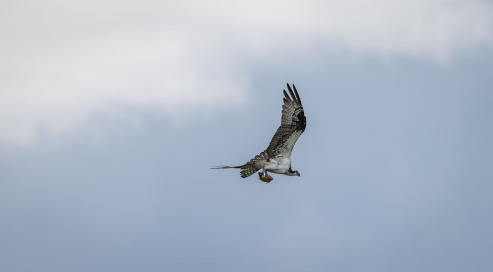 pájaro blanco y negro volando