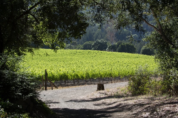 Napa Valley vineyard landscape