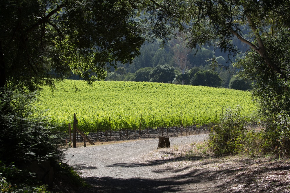 Campo de hierba verde y árboles durante el día