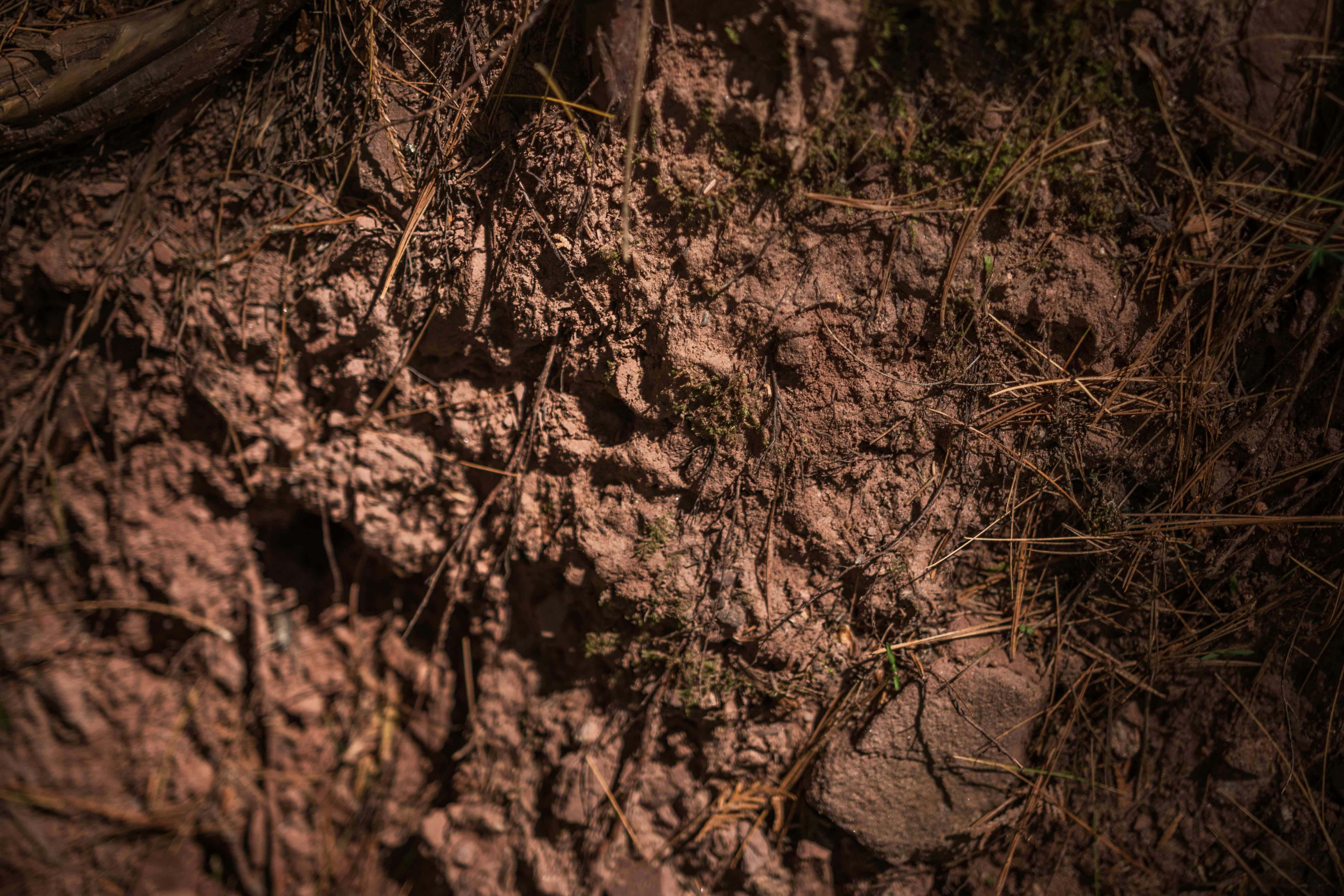 brown soil with green grass