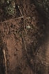 green plant on brown soil