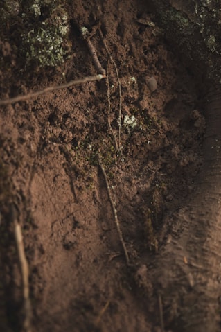 green plant on brown soil