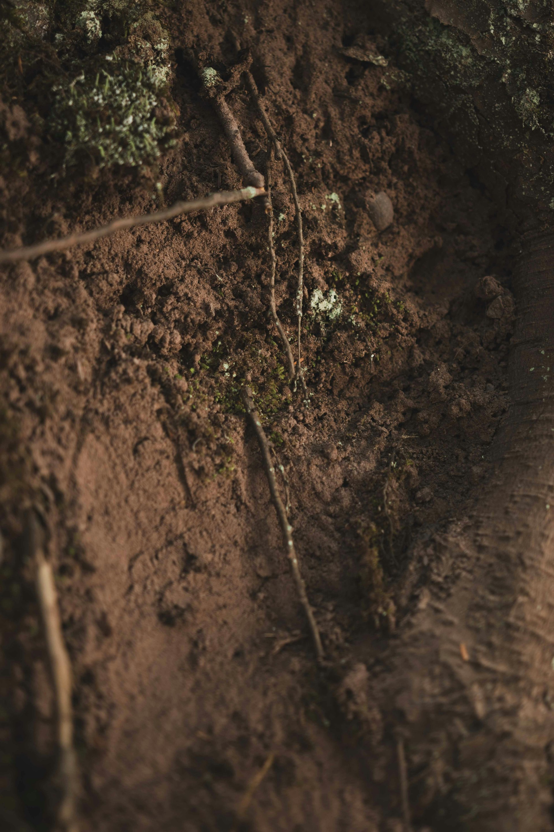 green plant on brown soil
