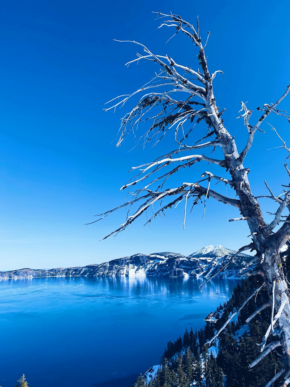 bare tree near body of water during daytime