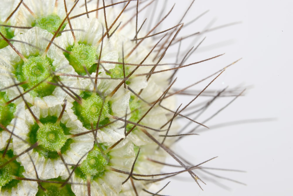 white and green dandelion flower