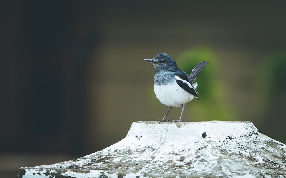 black and white bird on brown tree branch